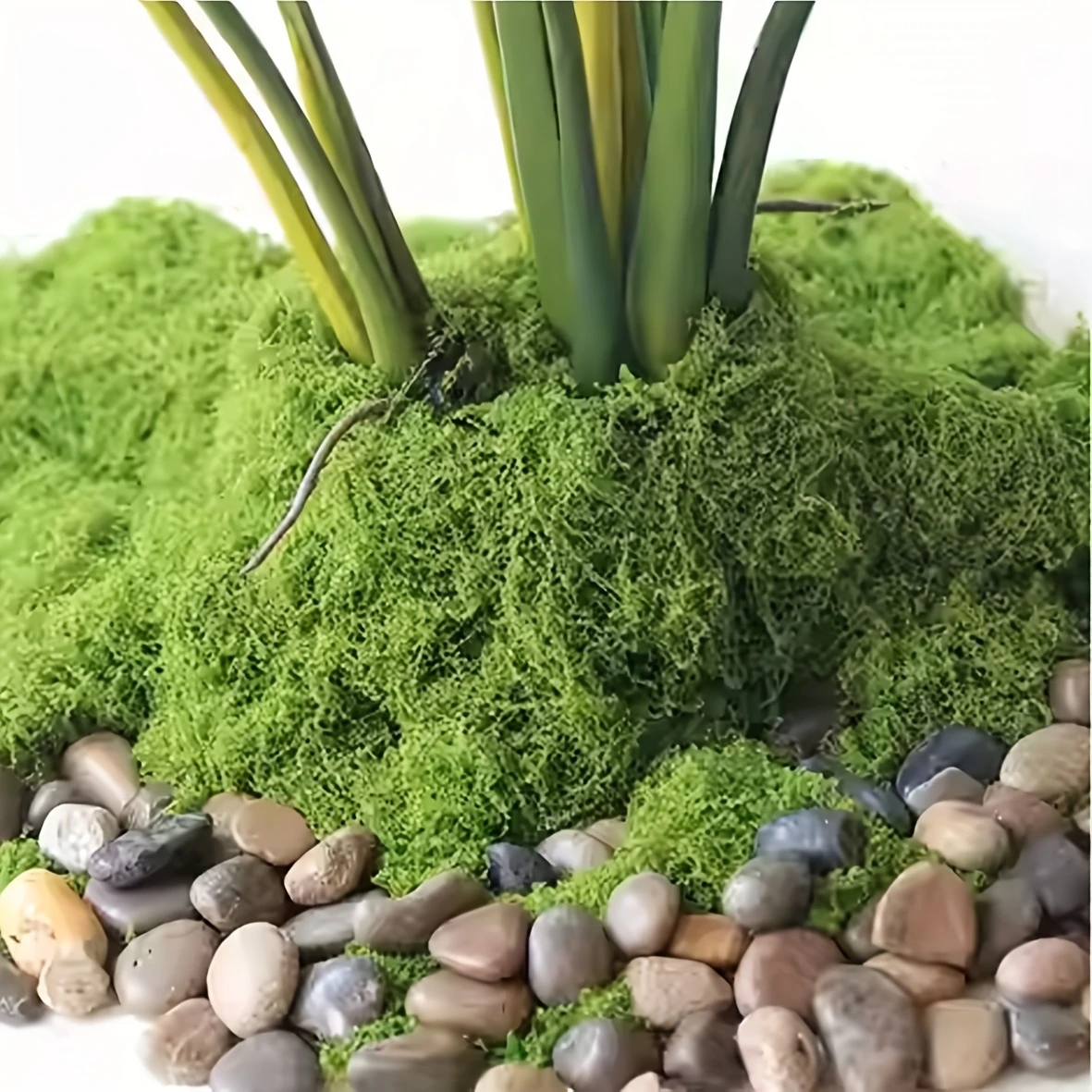 50g Fake Moss DIY Crafts Grass - đánh giá và giá Sphagnum Moss Dry