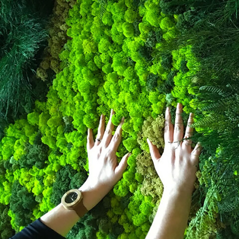 40/20g Artificial Immortal Mos - đánh giá và giá Sphagnum Moss Dry