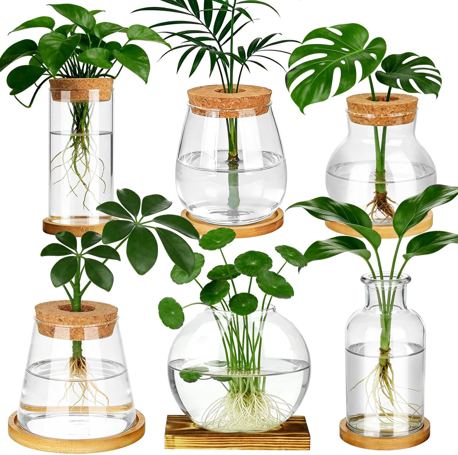 6 Pcs Plants Propagation Stati - đánh giá và giá Propagation Station Vase
