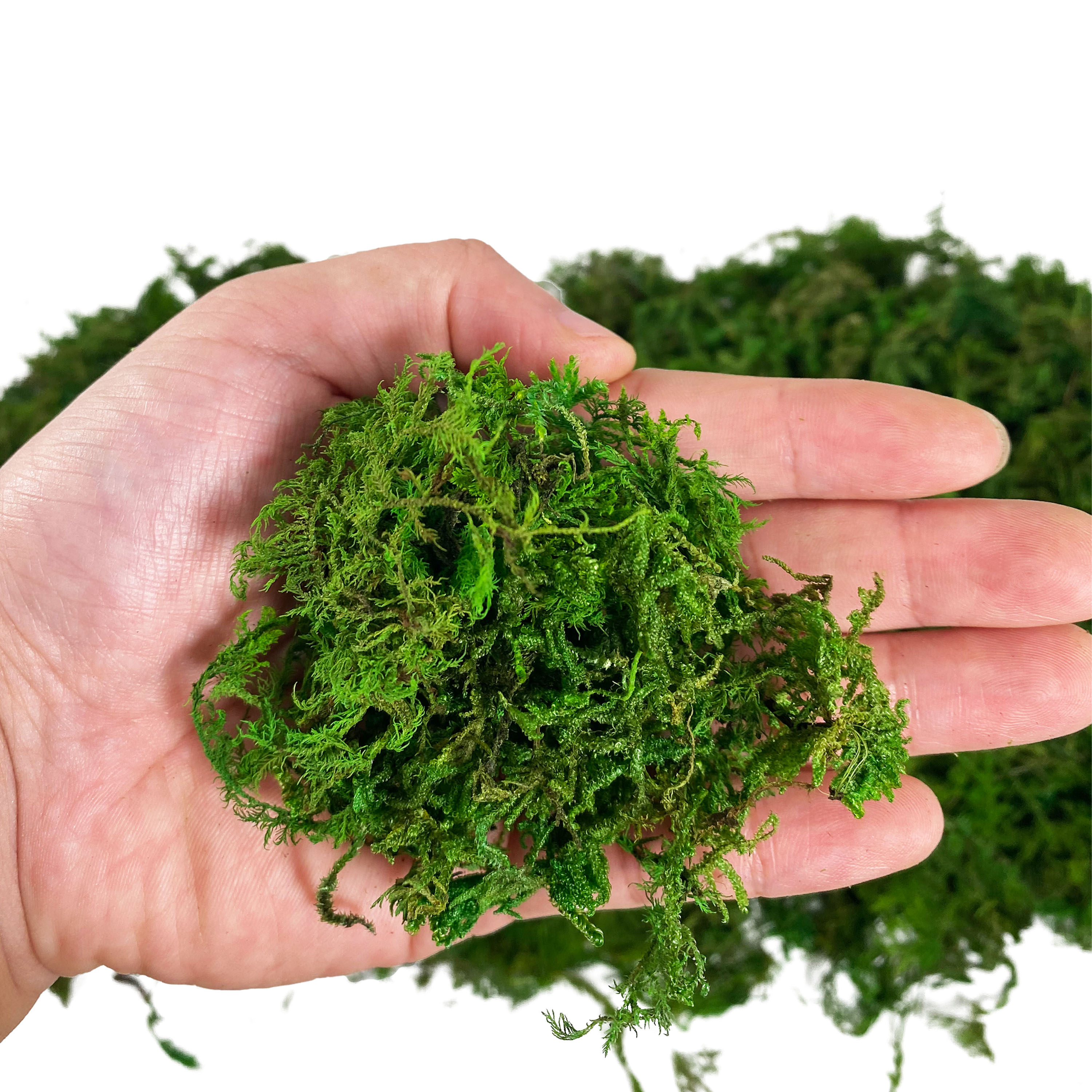Artificial Fake Moss, Craft Mo - đánh giá và giá Sphagnum Moss Dry