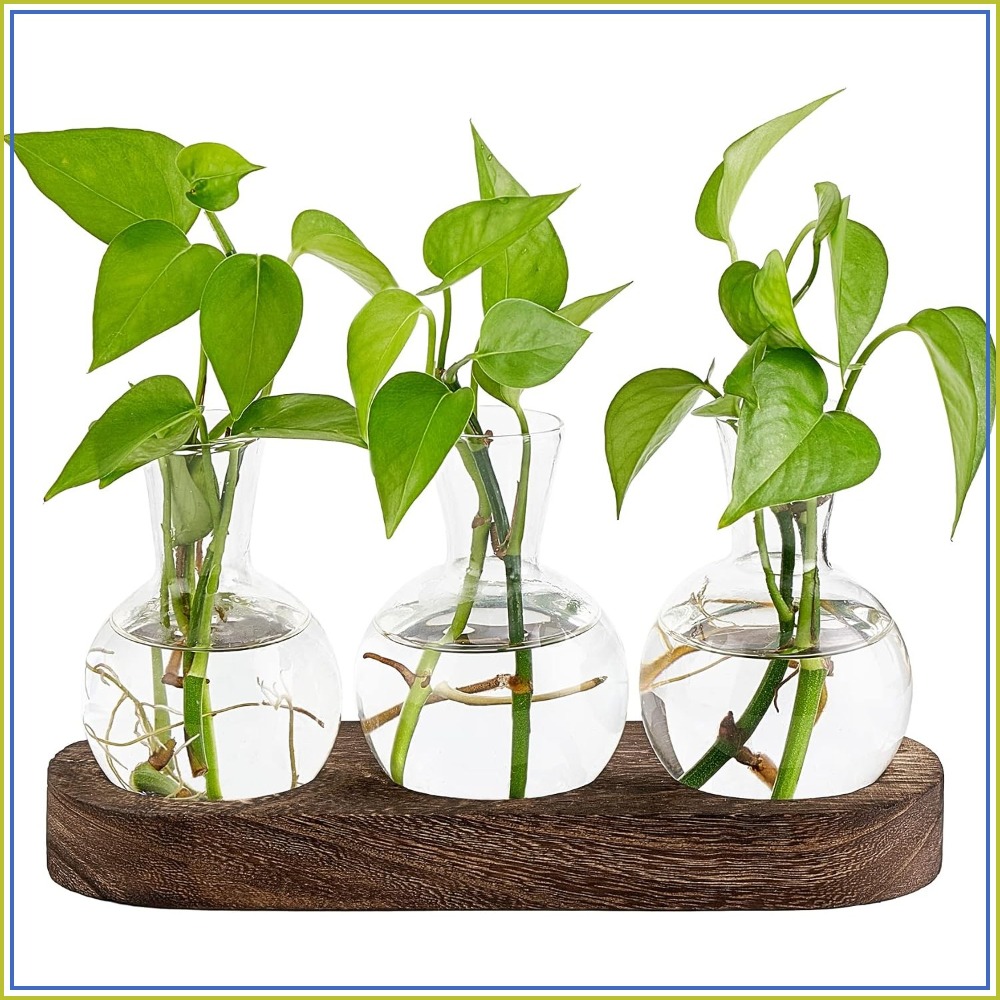 Desktop Plant Propagation Stat - đánh giá và giá Propagation Station Vase