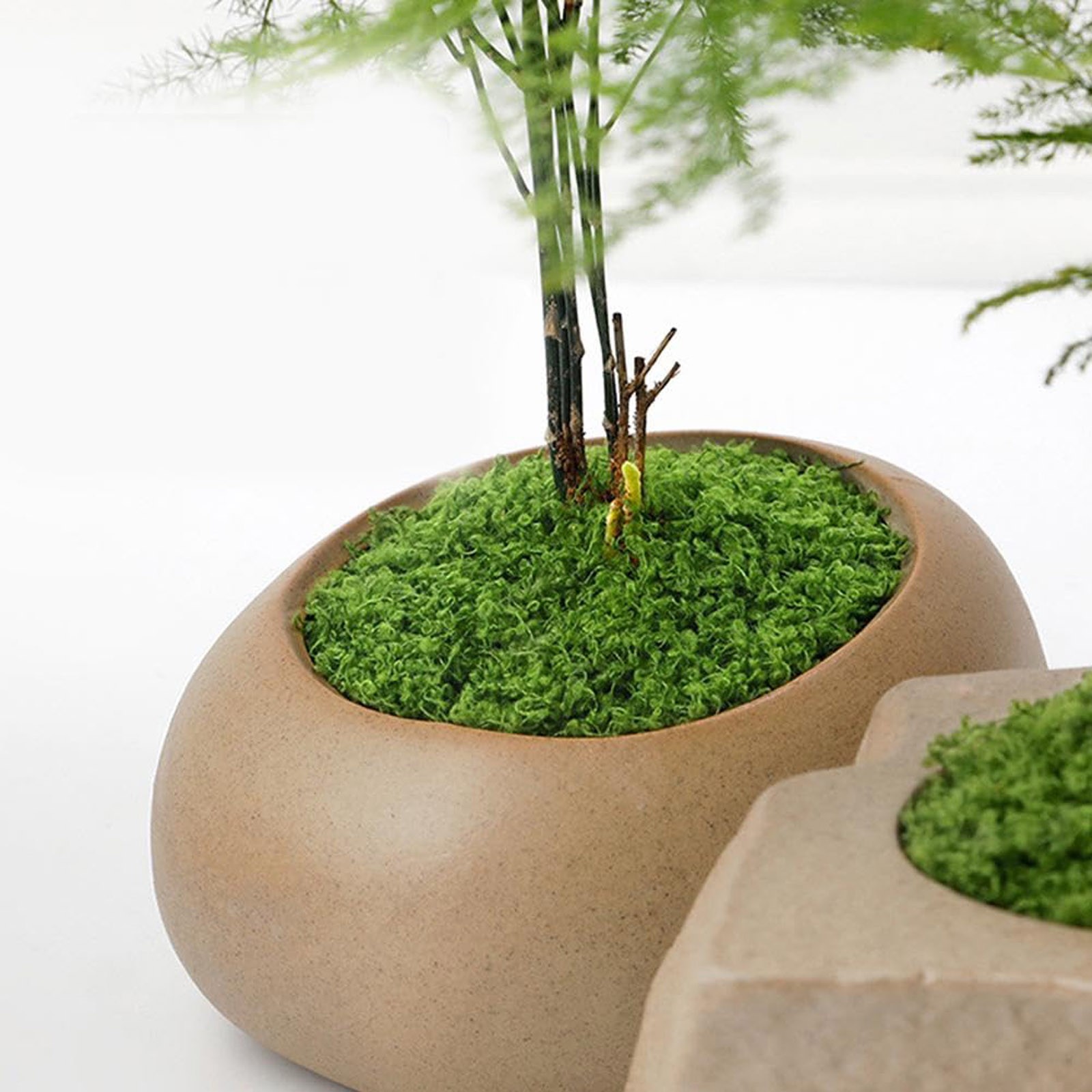 50/200g Artificial Moss For De - đánh giá và giá Sphagnum Moss Dry