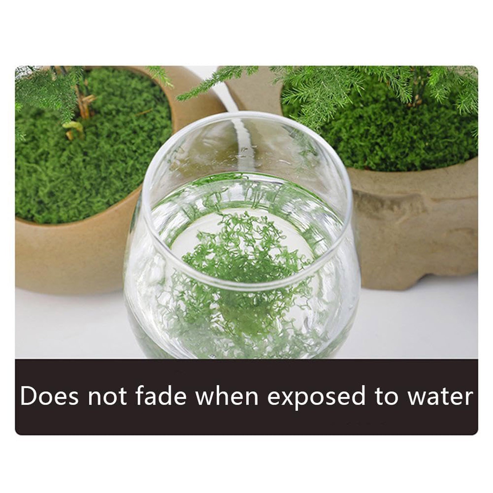 50/200g Artificial Moss For De - đánh giá và giá Sphagnum Moss Dry