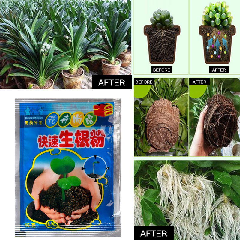 5pcs Fast Rooting Powder Plant - đánh giá và giá Rooting Hormone Powder