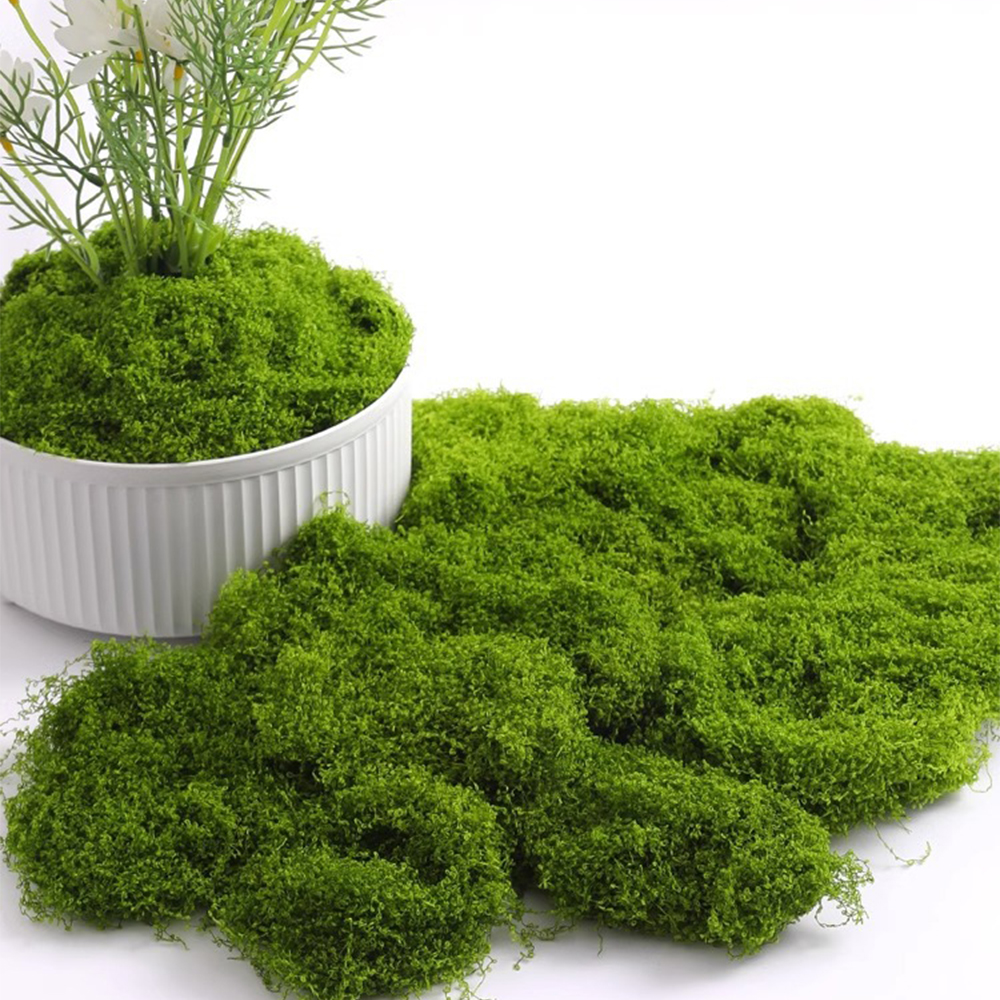 20/40/100g Eternal Life Moss D - đánh giá và giá Sphagnum Moss Dry