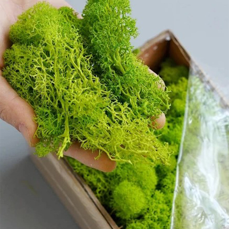 20/40/100g Eternal Life Moss D - đánh giá và giá Sphagnum Moss Dry