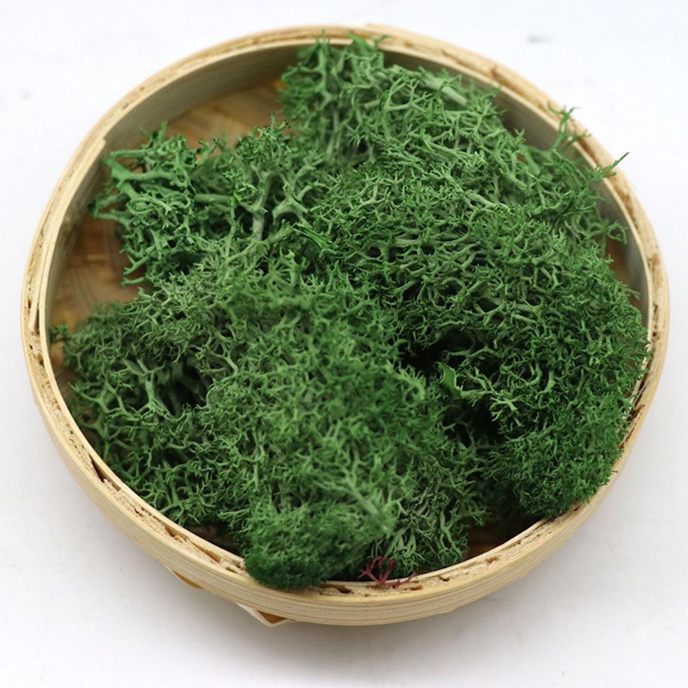 Wedding Accessories Wedding Fl - đánh giá và giá Sphagnum Moss Dry