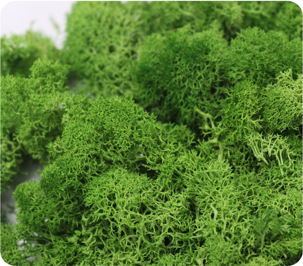 Wedding Accessories Wedding Fl - đánh giá và giá Sphagnum Moss Dry