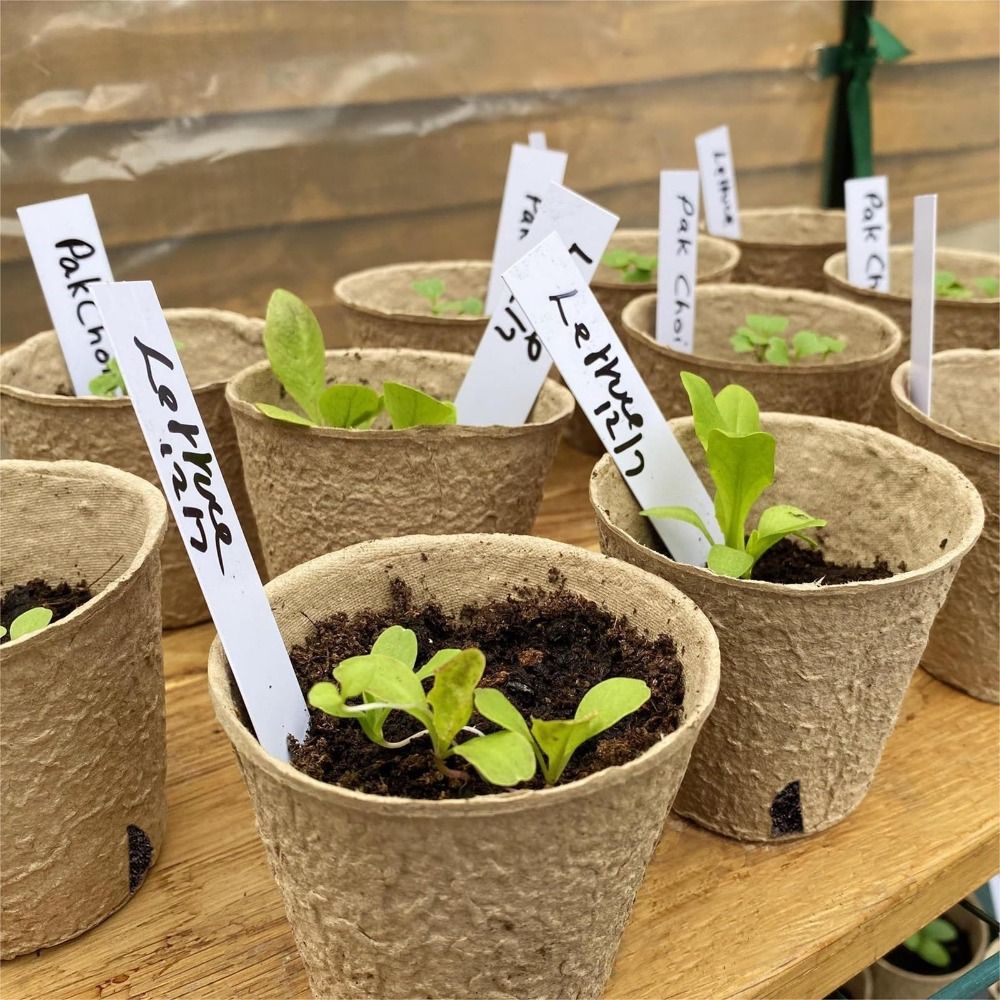 50PCS Biodegradable Plant Star - đánh giá và giá Peat Pellet Tray