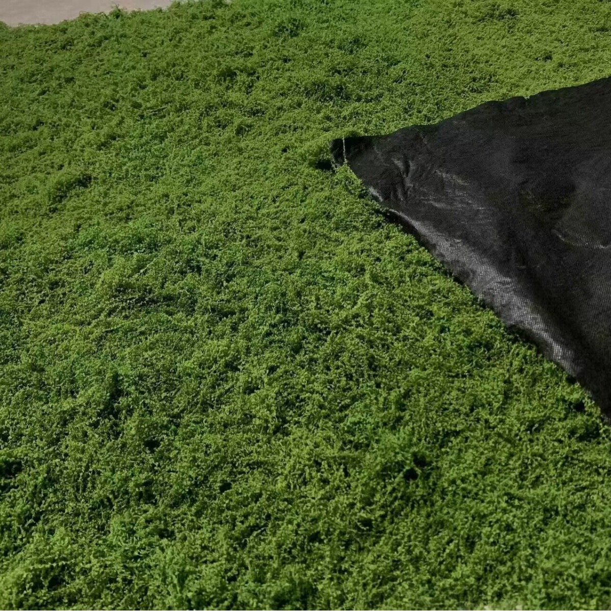 1*1m Fake Moss DIY Crafts Gras - đánh giá và giá Sphagnum Moss Dry