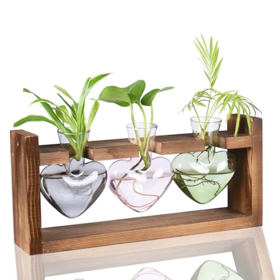 3-Heart Plant Terrarium Kit -  - đánh giá và giá Propagation Station Vase