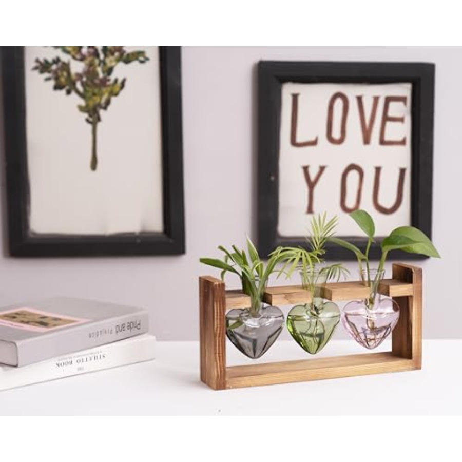 3-Heart Plant Terrarium Kit -  - đánh giá và giá Propagation Station Vase