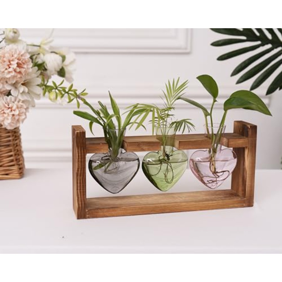 3-Heart Plant Terrarium Kit -  - đánh giá và giá Propagation Station Vase