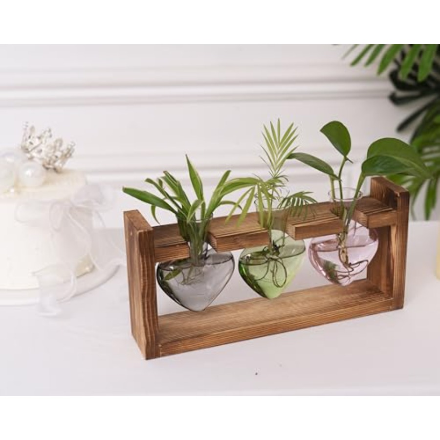 3-Heart Plant Terrarium Kit -  - đánh giá và giá Propagation Station Vase