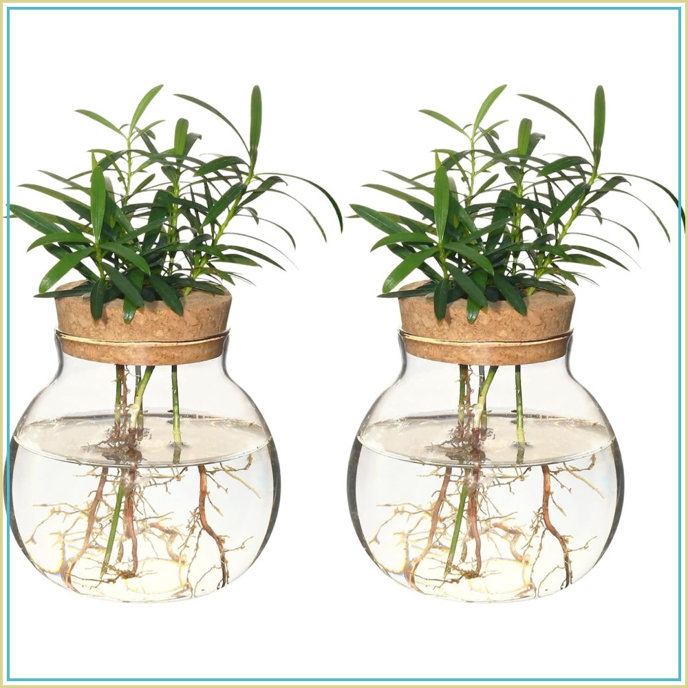 Hydroponic Plant Propagation S - đánh giá và giá Propagation Station Vase