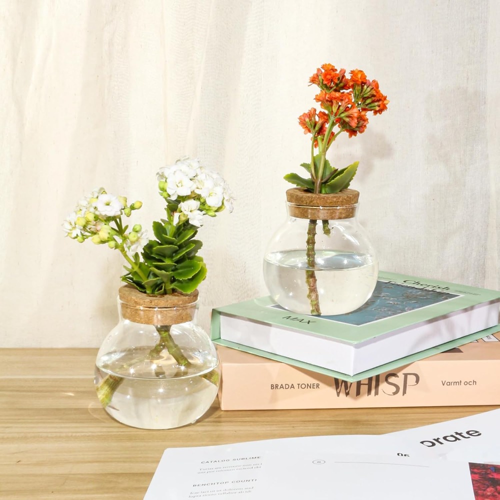 Hydroponic Plant Propagation S - đánh giá và giá Propagation Station Vase