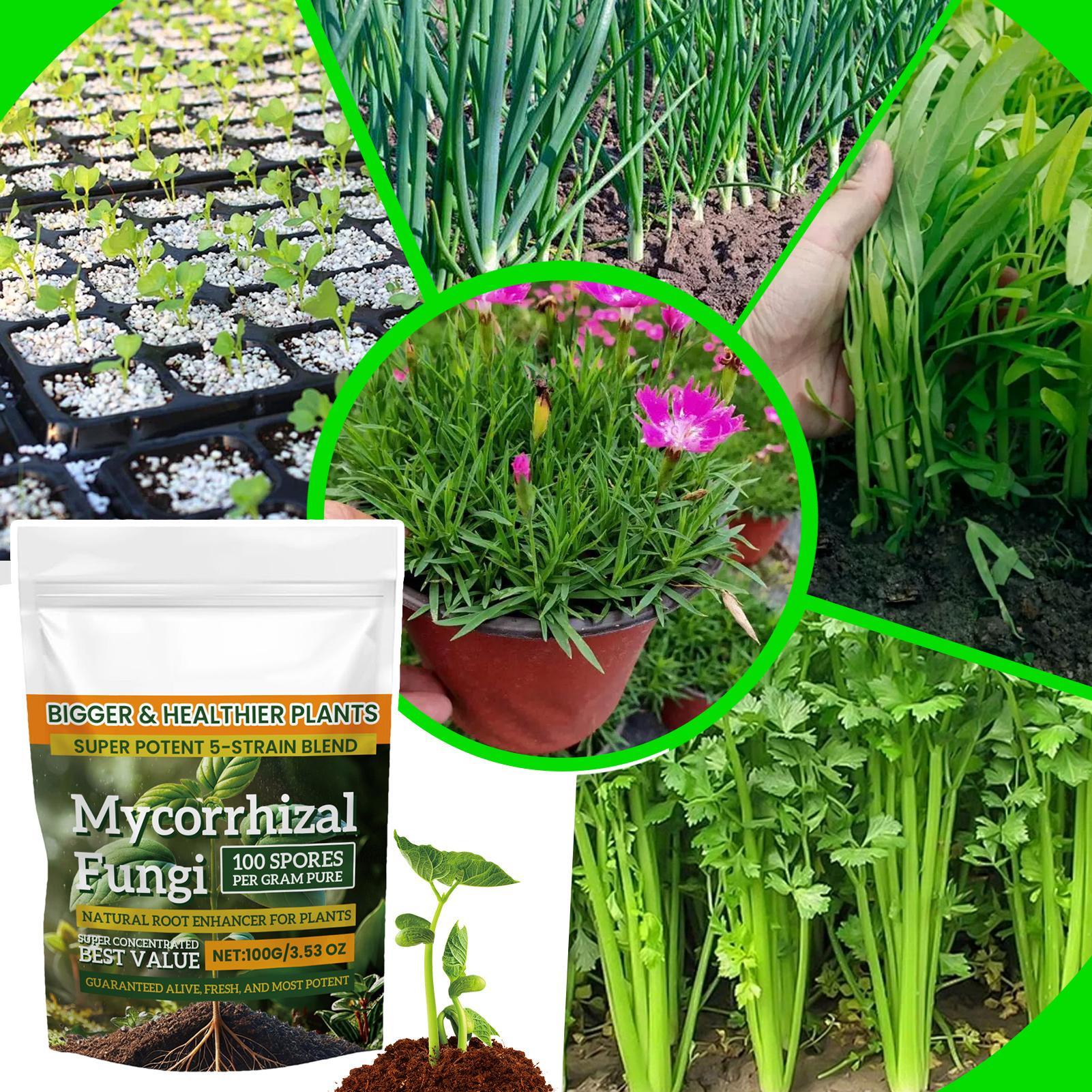 Plant Growth Enhancer Powder 1 - đánh giá và giá Rooting Hormone Powder