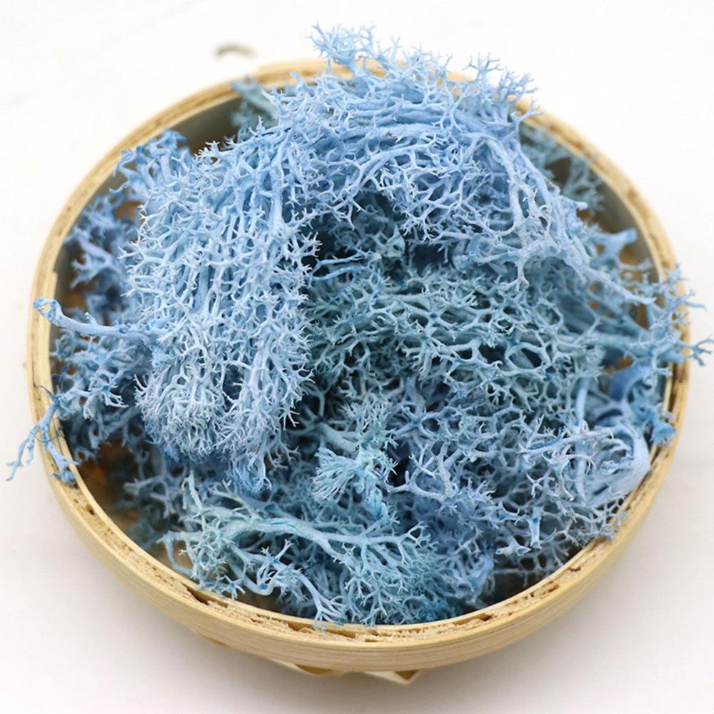Colorful DIY Home Decor Christ - đánh giá và giá Sphagnum Moss Dry