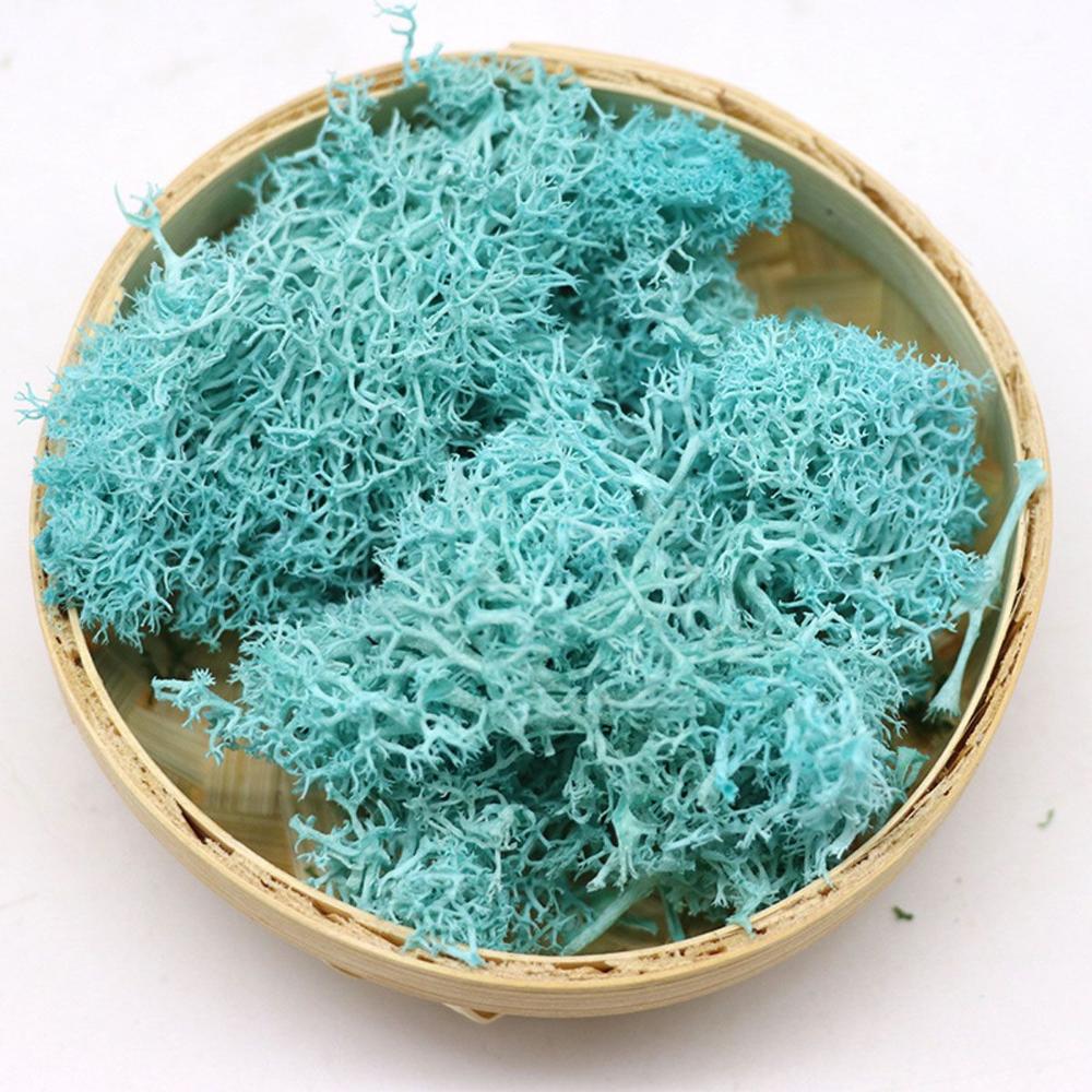 Colorful DIY Home Decor Christ - đánh giá và giá Sphagnum Moss Dry